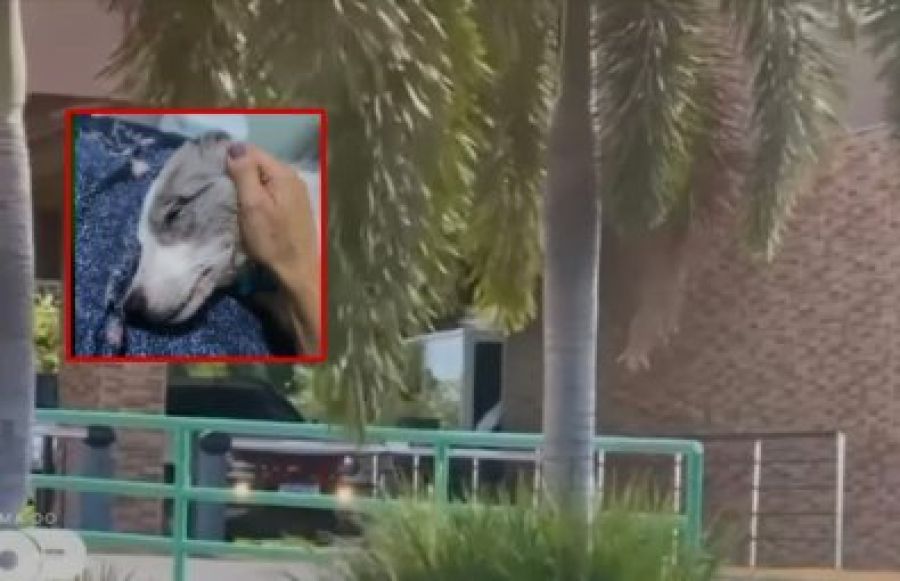 Polícia investiga morte de cachorro e gatos em condomínio de luxo em Cuiabá