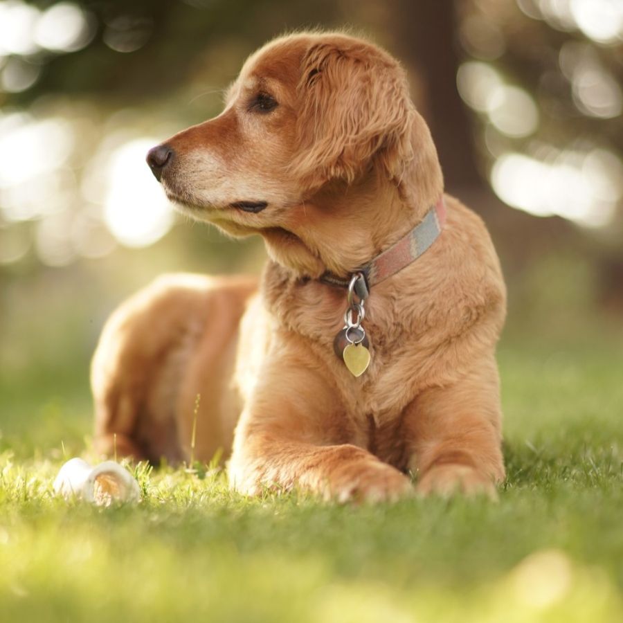 TJ-SP mantém multa por cachorro solto em condomínio